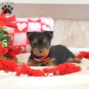 Gadget, Yorkie Puppy