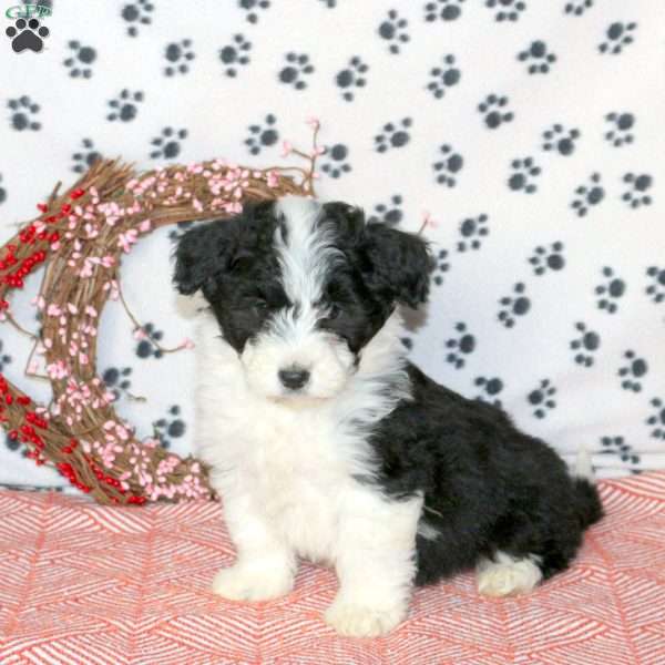 Gage, Mini Aussiedoodle Puppy