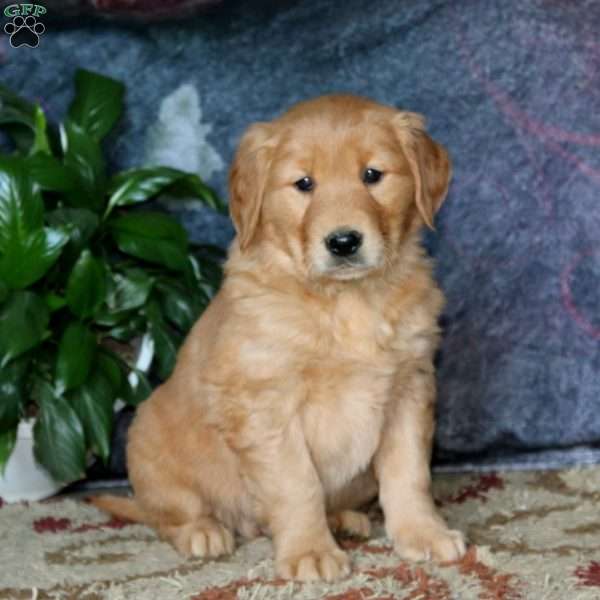 Galen, Golden Retriever Puppy