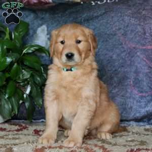 Galen, Golden Retriever Puppy