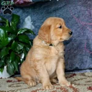 Galen, Golden Retriever Puppy