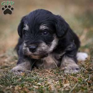 Garnet, Miniature Schnauzer Puppy