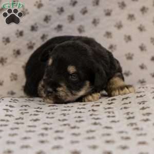 Garnet, Miniature Schnauzer Puppy