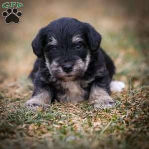 Garnet, Miniature Schnauzer Puppy