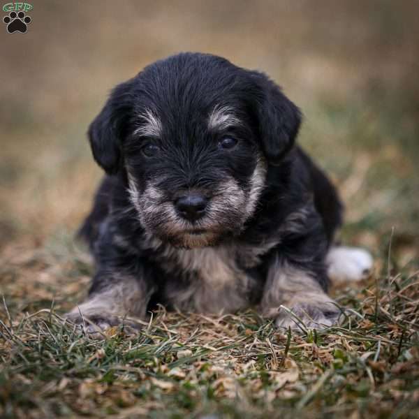 Garnet, Miniature Schnauzer Puppy