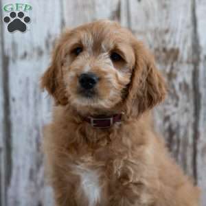 Garnett, Mini Goldendoodle Puppy