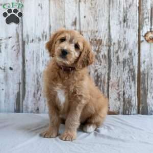 Garnett, Mini Goldendoodle Puppy