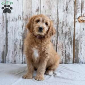 Garnett, Mini Goldendoodle Puppy