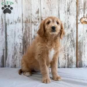 Garnett, Mini Goldendoodle Puppy