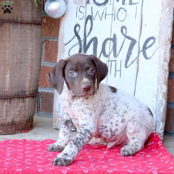 Garrett, German Shorthaired Pointer Puppy