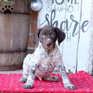 Garrett, German Shorthaired Pointer Puppy