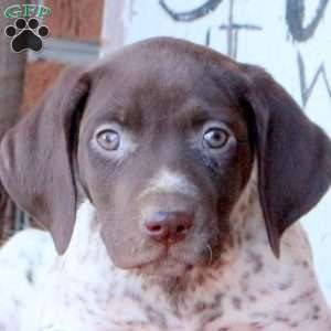 Garrett, German Shorthaired Pointer Puppy