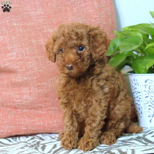 Gavin, Toy Poodle Puppy