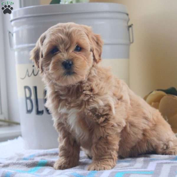 Gavin, Miniature Poodle Mix Puppy