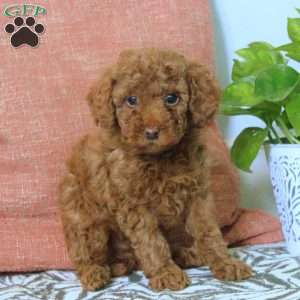 Gavin, Toy Poodle Puppy