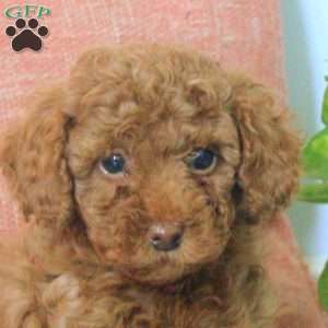 Gavin, Toy Poodle Puppy