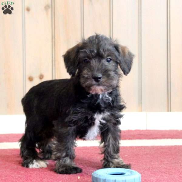 Gavin, Mini Schnoodle Puppy