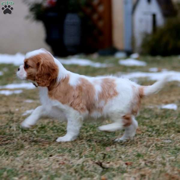 Gavin, Cavalier King Charles Spaniel Puppy