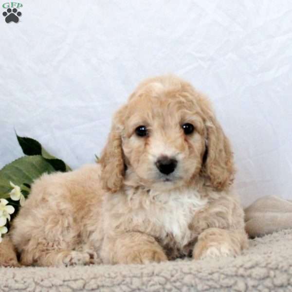 Gavin, Mini Goldendoodle Puppy