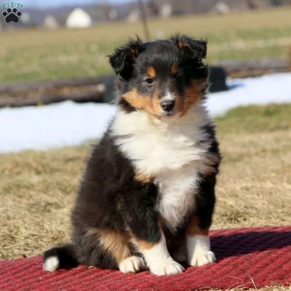 Gavin, Sheltie Puppy