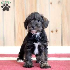 Gavin, Mini Schnoodle Puppy