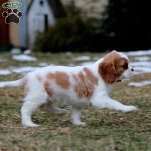 Gavin, Cavalier King Charles Spaniel Puppy