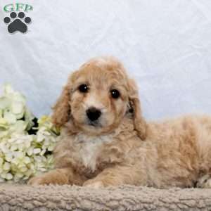 Gavin, Mini Goldendoodle Puppy