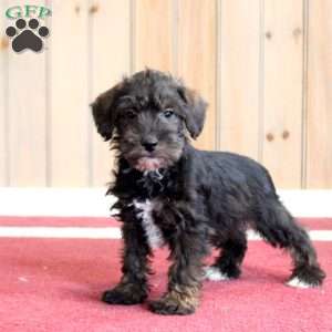 Gavin, Mini Schnoodle Puppy