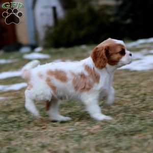 Gavin, Cavalier King Charles Spaniel Puppy