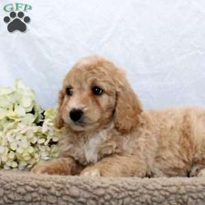 Gavin, Mini Goldendoodle Puppy