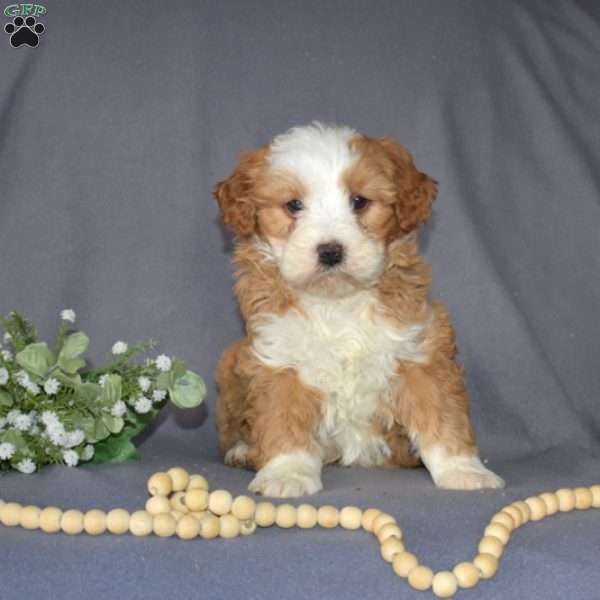 Gemma, Mini Bernedoodle Puppy