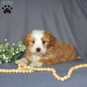 Gemma, Mini Bernedoodle Puppy