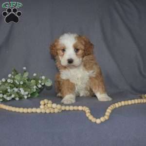 Gemma, Mini Bernedoodle Puppy