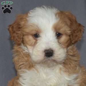 Gemma, Mini Bernedoodle Puppy