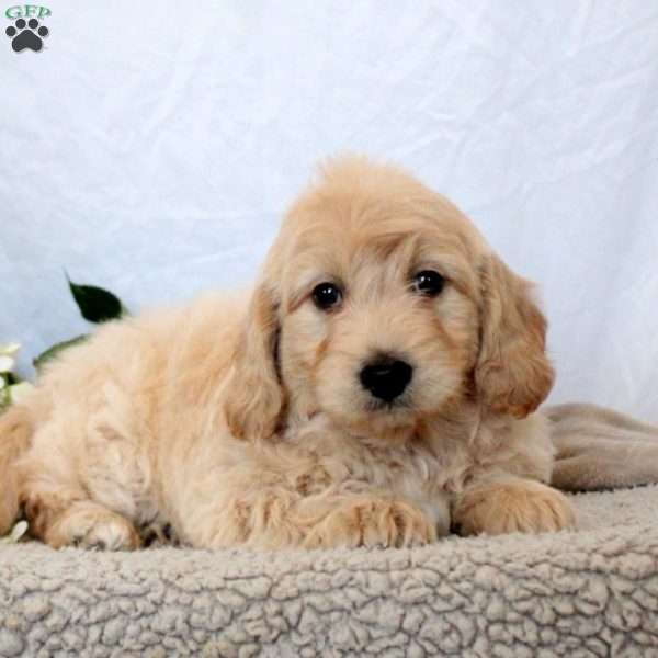 Gemma, Mini Goldendoodle Puppy