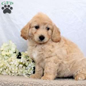 Gemma, Mini Goldendoodle Puppy