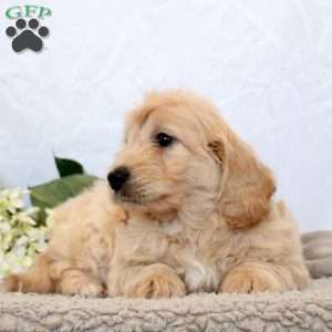 Gemma, Mini Goldendoodle Puppy