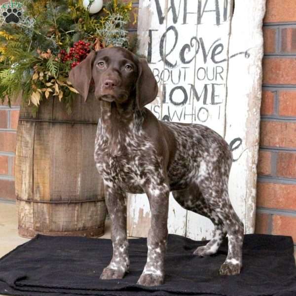 Geneva, German Shorthaired Pointer Puppy