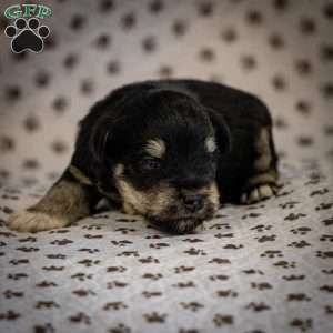 Genny, Miniature Schnauzer Puppy