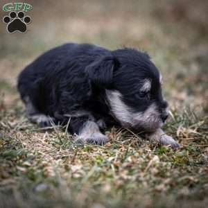 Genny, Miniature Schnauzer Puppy