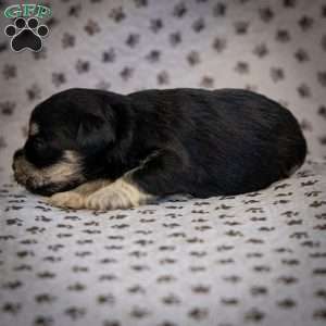 Genny, Miniature Schnauzer Puppy