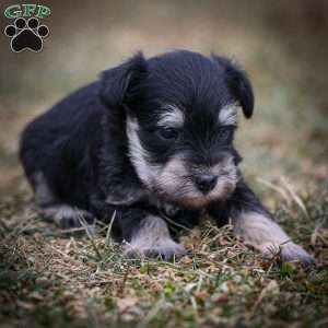 Genny, Miniature Schnauzer Puppy