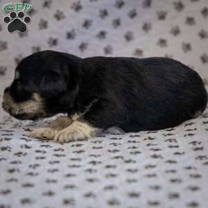 Genny, Miniature Schnauzer Puppy