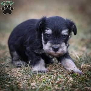 Genny, Miniature Schnauzer Puppy