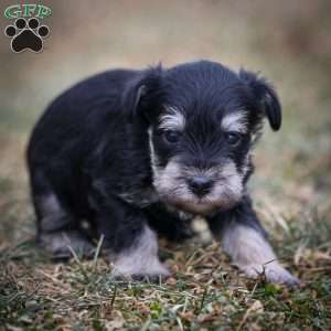 Genny, Miniature Schnauzer Puppy