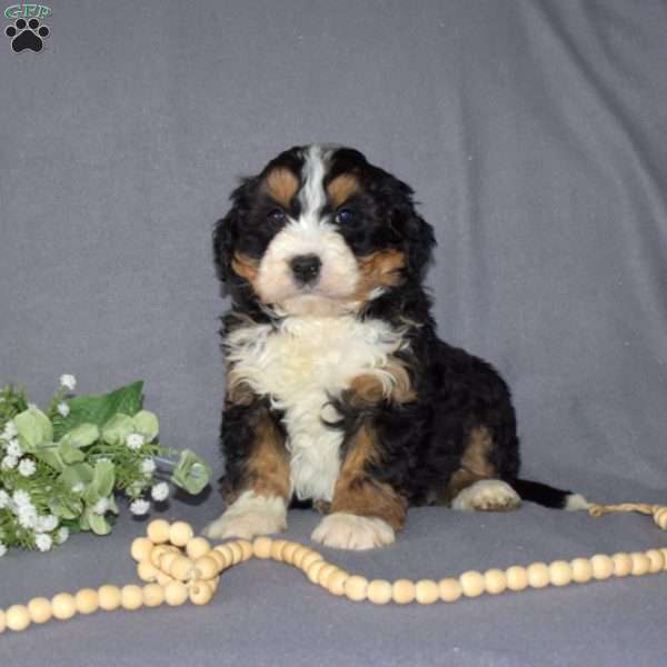 Geo, Mini Bernedoodle Puppy