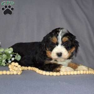 Geo, Mini Bernedoodle Puppy