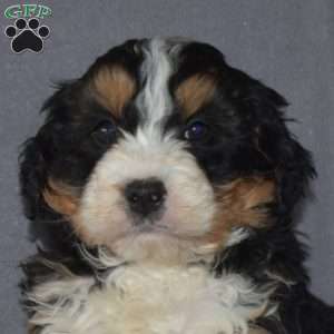 Geo, Mini Bernedoodle Puppy