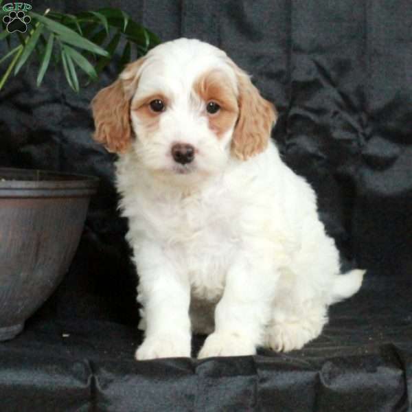 Georgia, Mini Goldendoodle Puppy