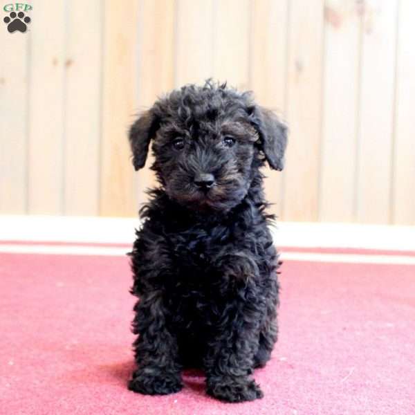 Georgia, Mini Schnoodle Puppy